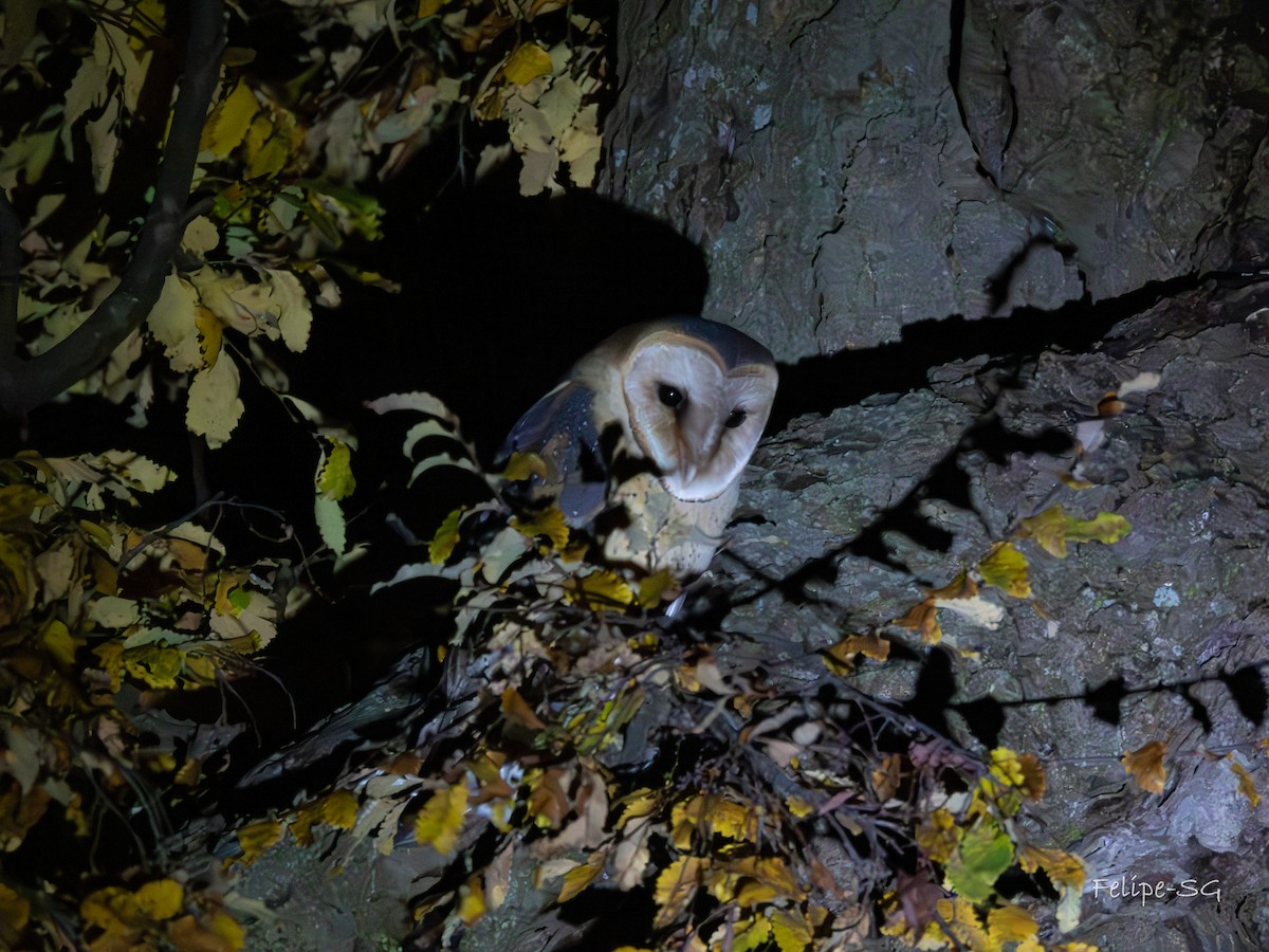 Barn Owl - ML619985595