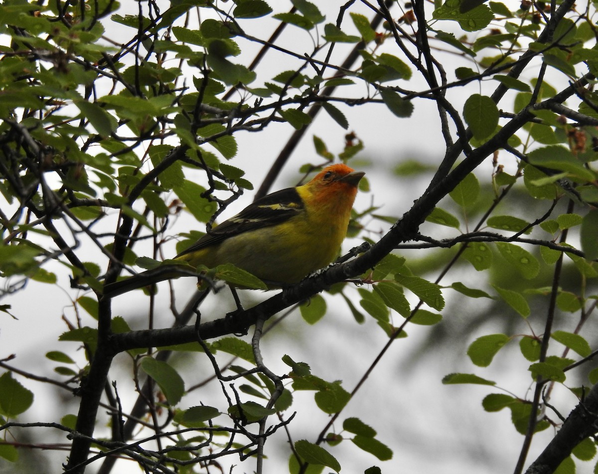 Western Tanager - ML619985603