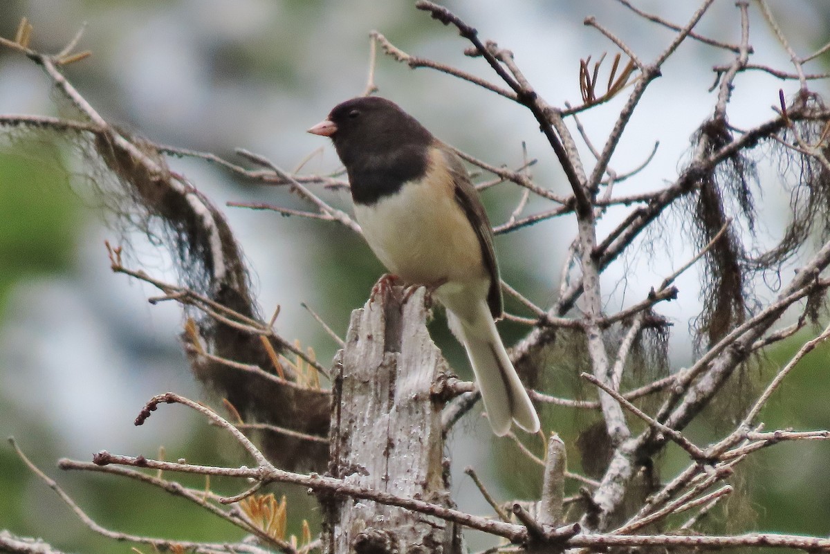 Dark-eyed Junco - ML619985604