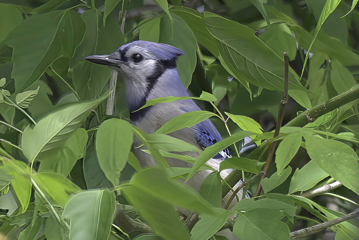 Blauhäher - ML619985606