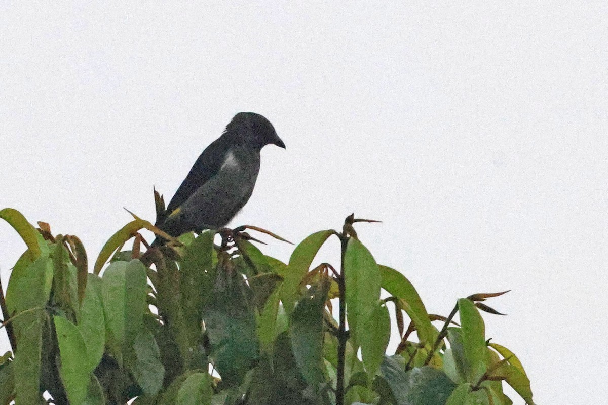 Sulphur-rumped Tanager - ML619985611