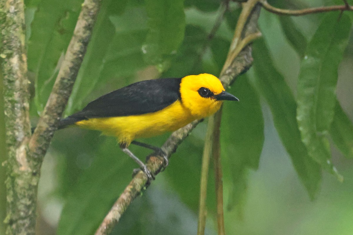 Black-and-yellow Tanager - ML619985614