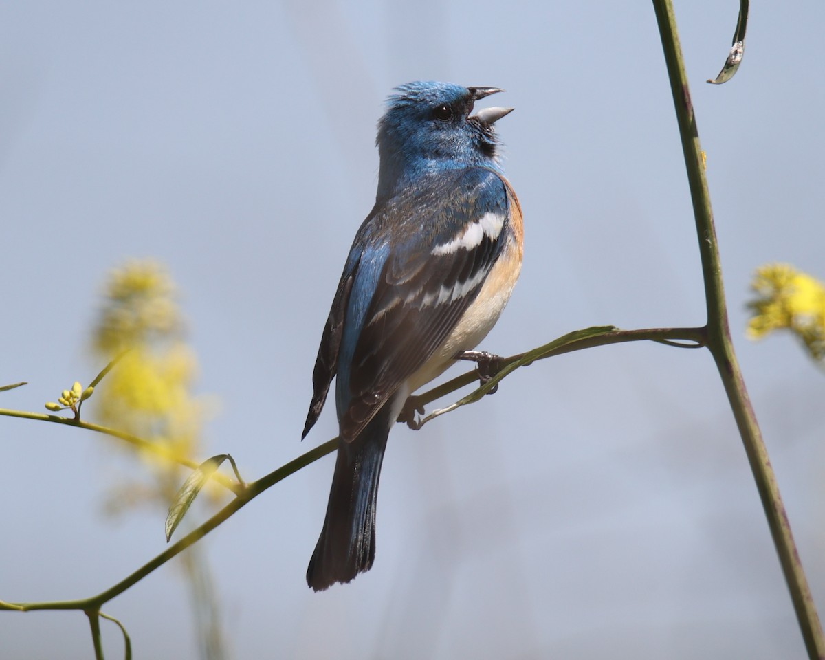 Lazuli Bunting - ML619985618