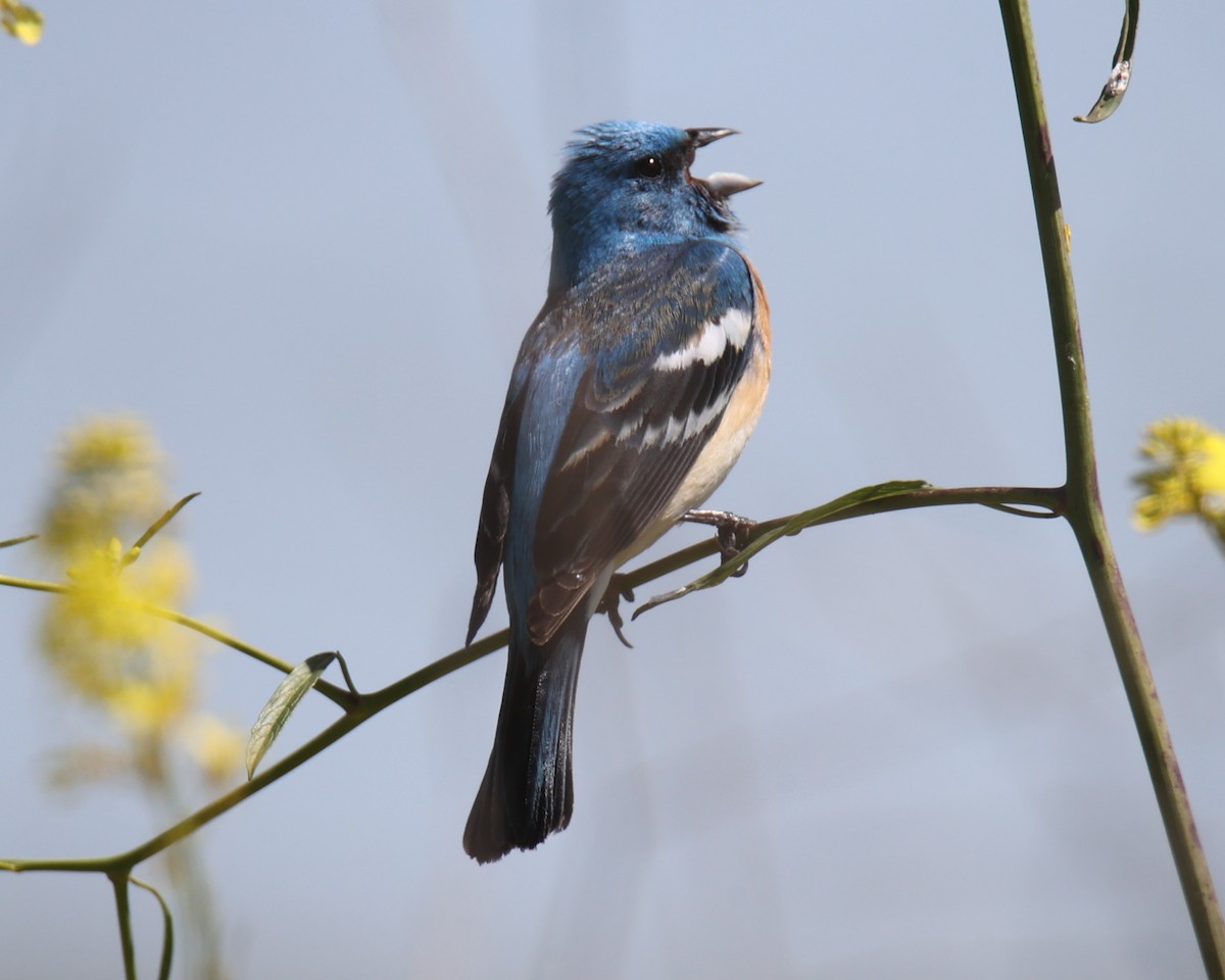 Lazuli Bunting - ML619985619