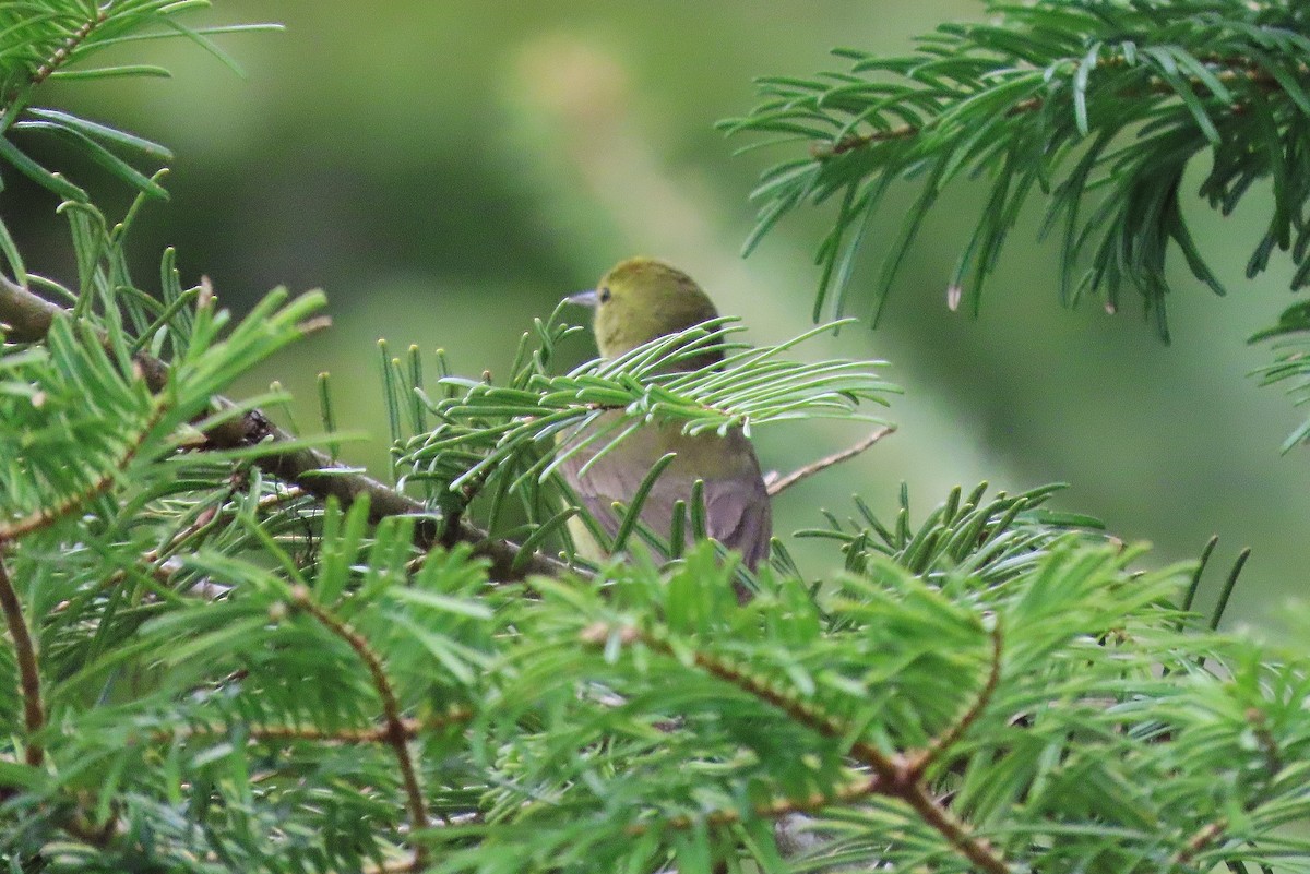 Orange-crowned Warbler - ML619985623