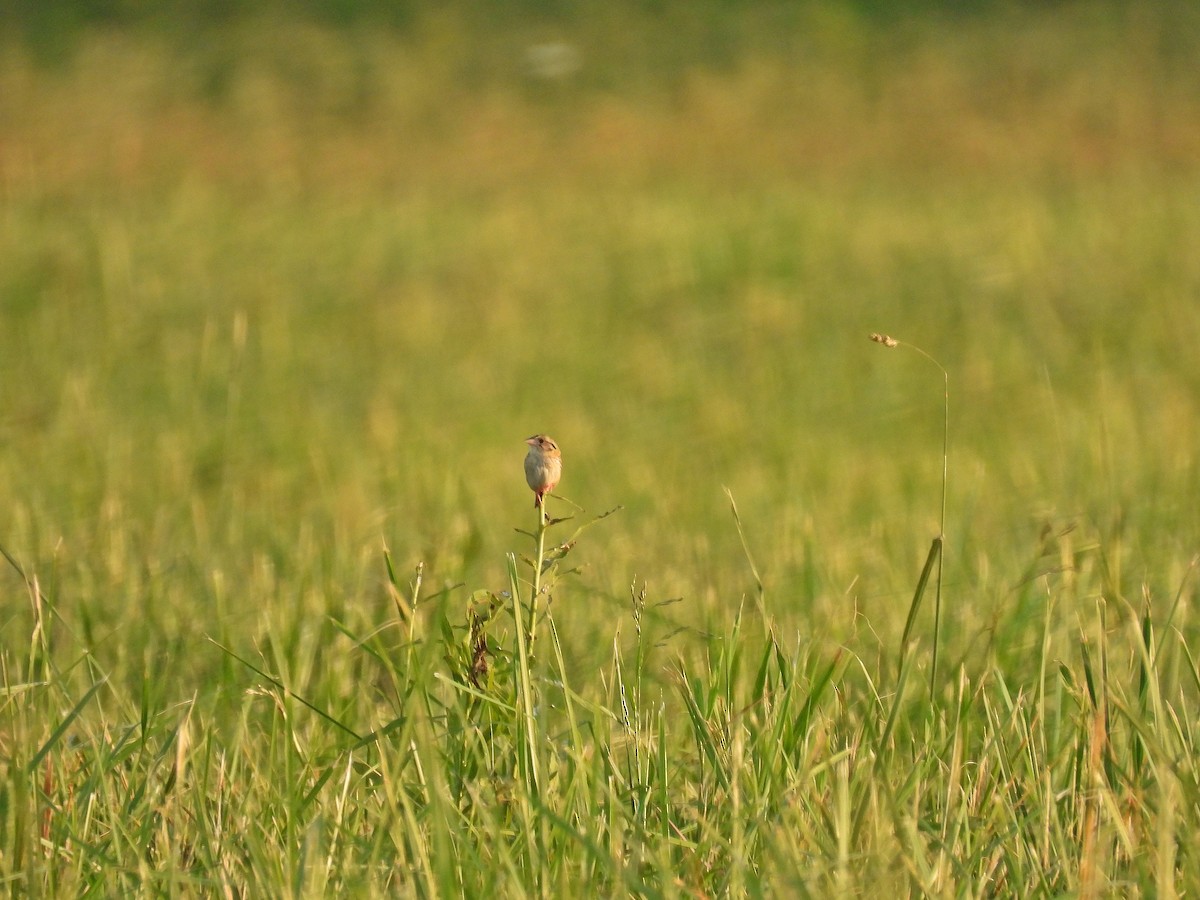 Grasshopper Sparrow - ML619985626