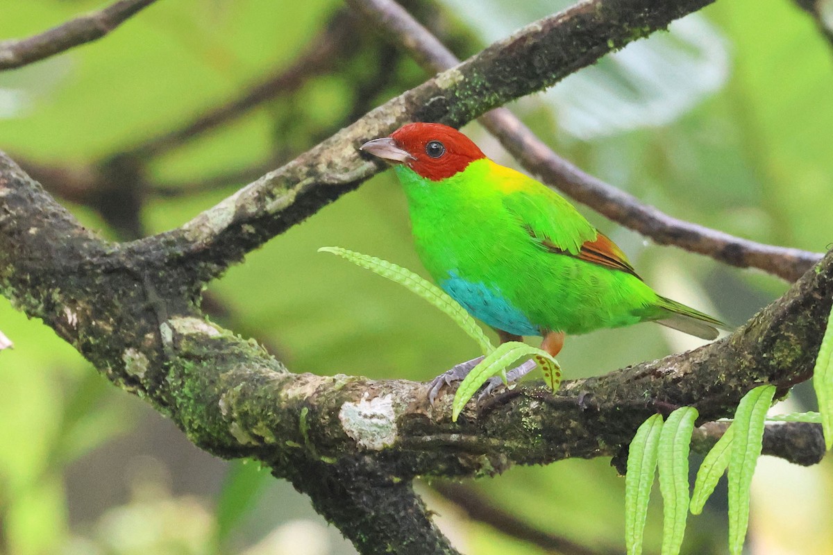 Rufous-winged Tanager - ML619985627