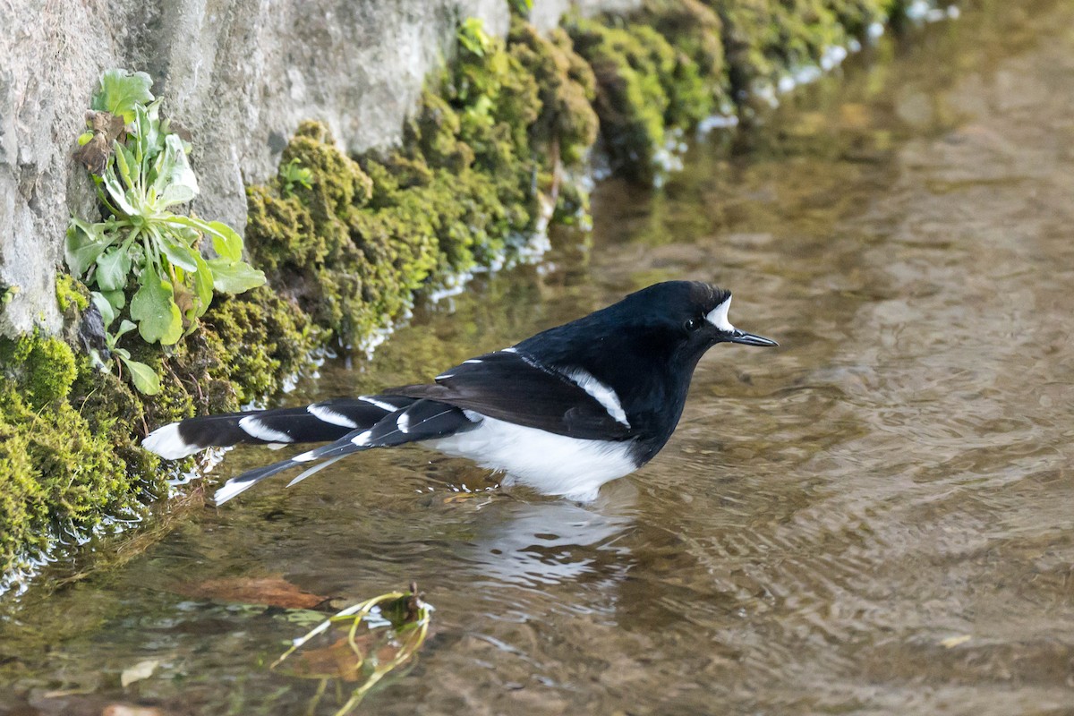 White-crowned Forktail - ML619985628