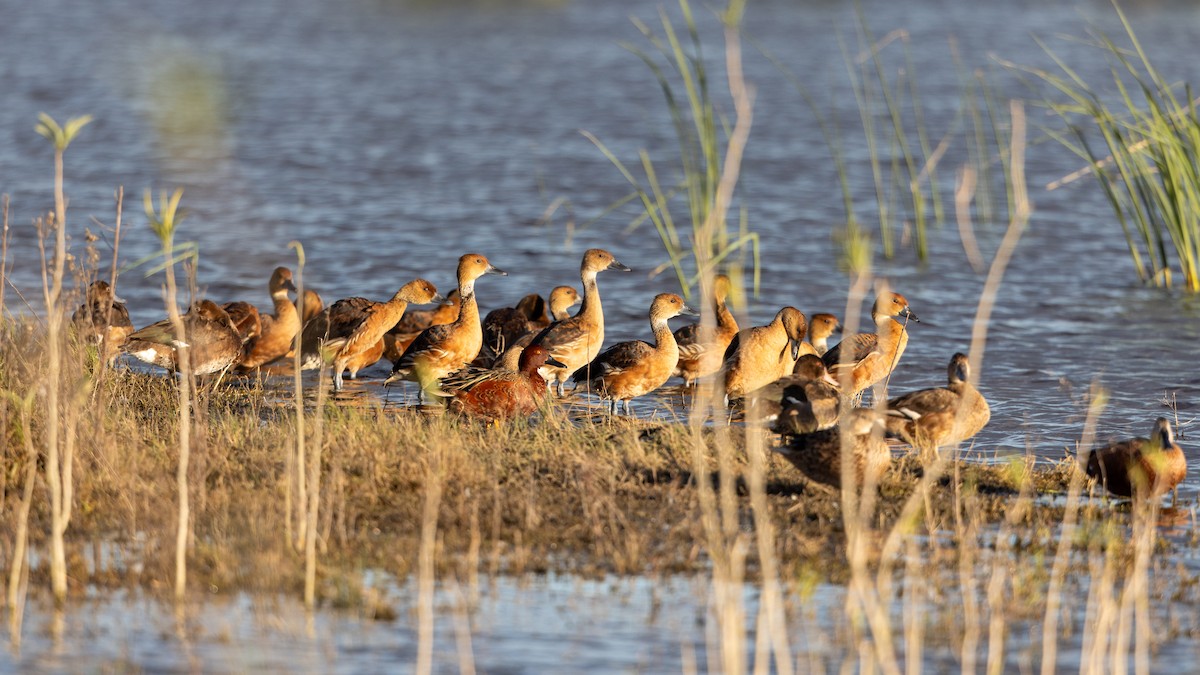 Fulvous Whistling-Duck - ML619985632