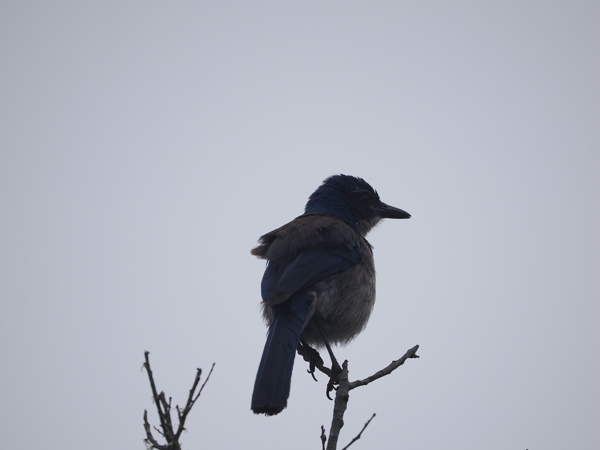 Island Scrub-Jay - ML619985646