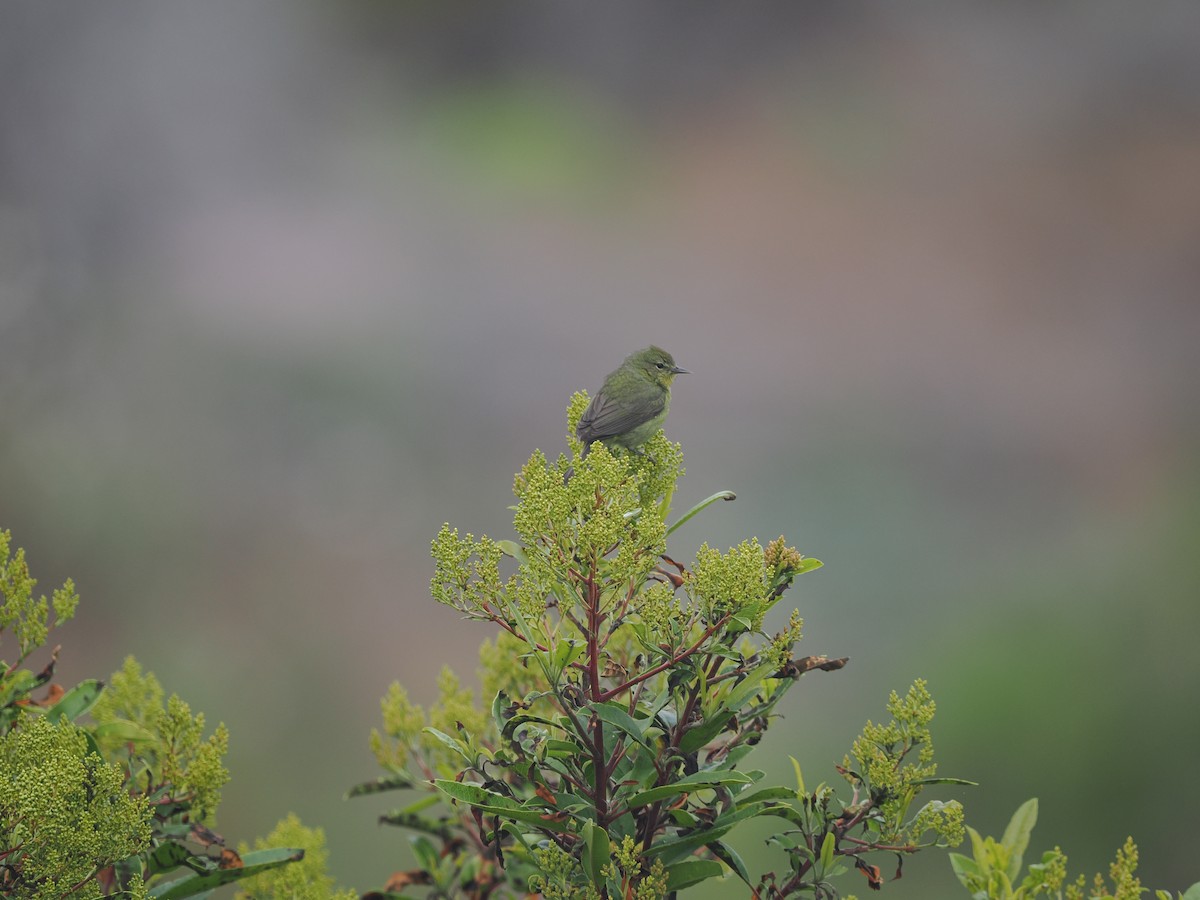 Orange-crowned Warbler (sordida) - Ira Blau