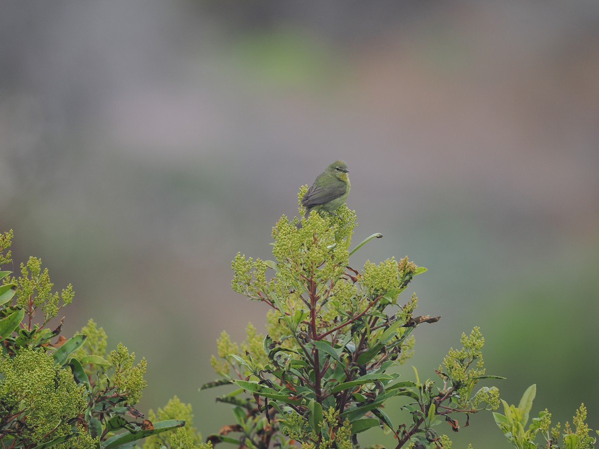 Orange-crowned Warbler (sordida) - ML619985659