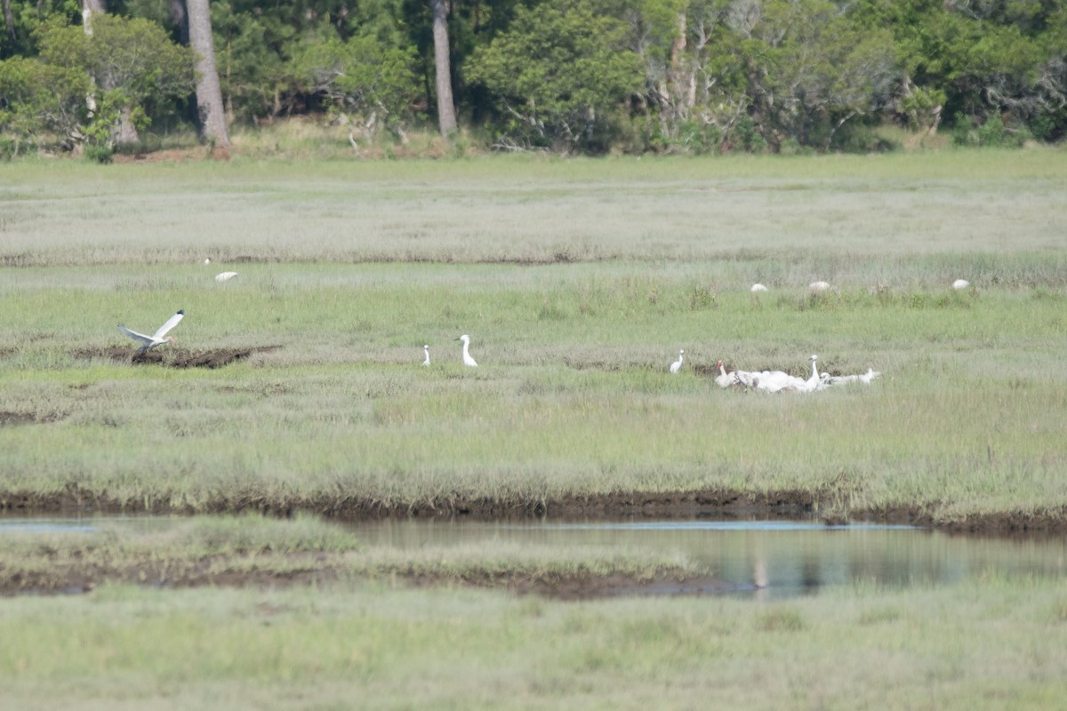 Ibis Blanco - ML619985660