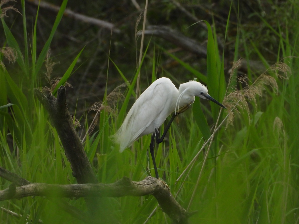 Little Egret - ML619985662