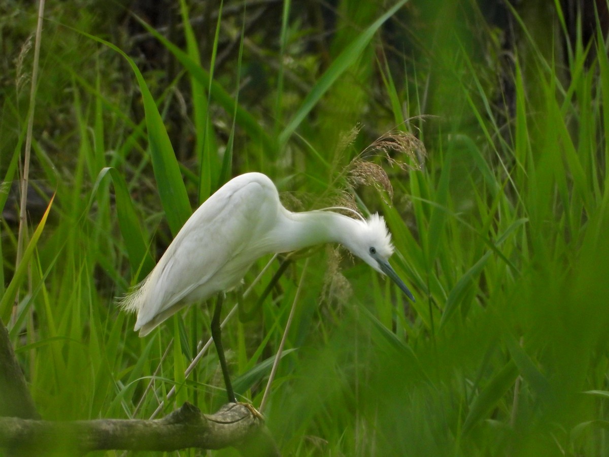 Little Egret - ML619985669