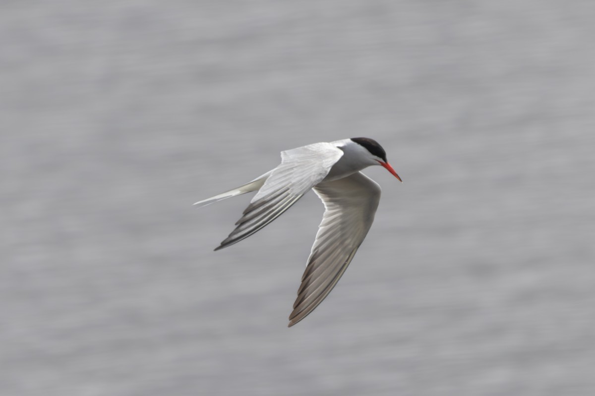 Common Tern - ML619985676