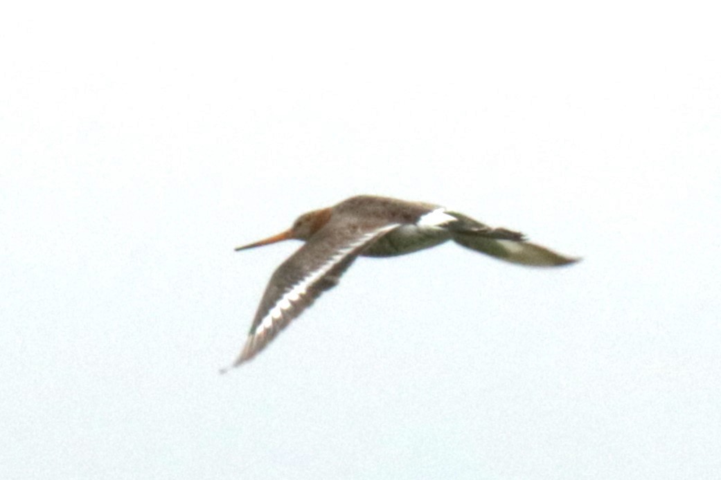 Black-tailed Godwit - ML619985688