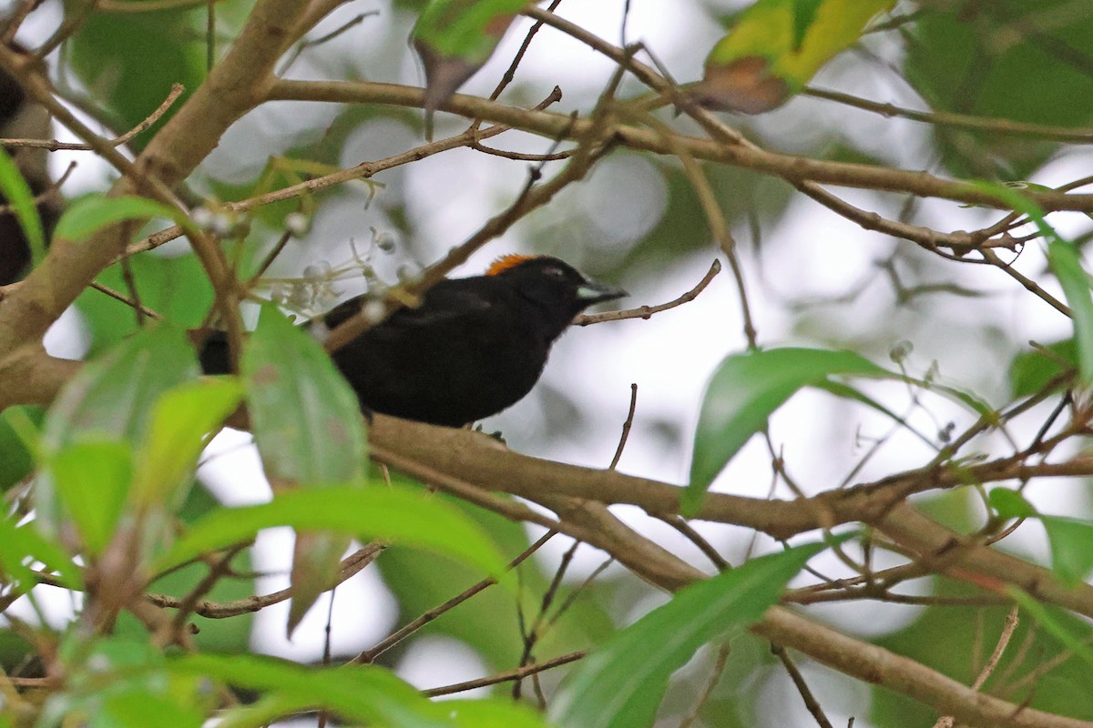 Tawny-crested Tanager - ML619985693