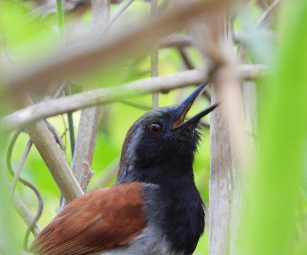 White-bellied Antbird - Manuel Pérez R.