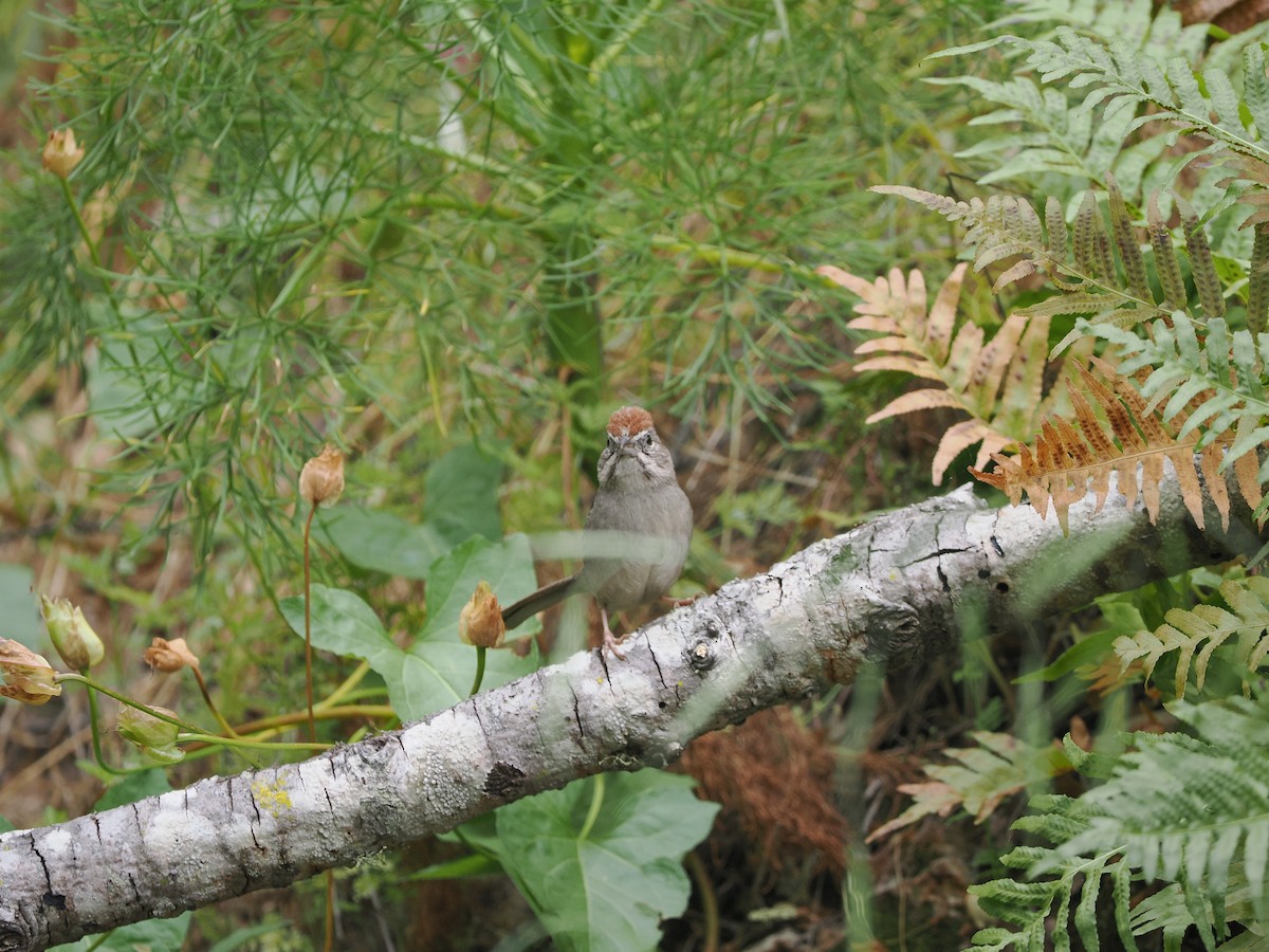 Rufous-crowned Sparrow - ML619985714