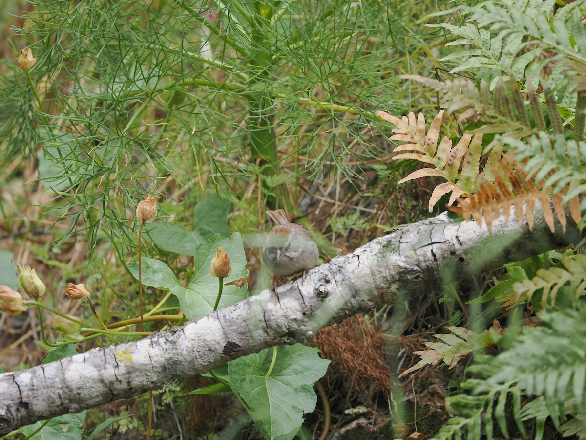 Rufous-crowned Sparrow - ML619985716