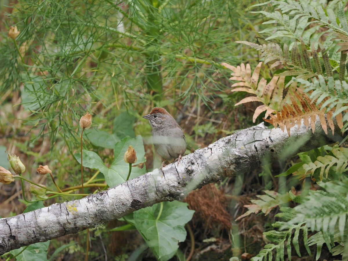 Rufous-crowned Sparrow - ML619985717