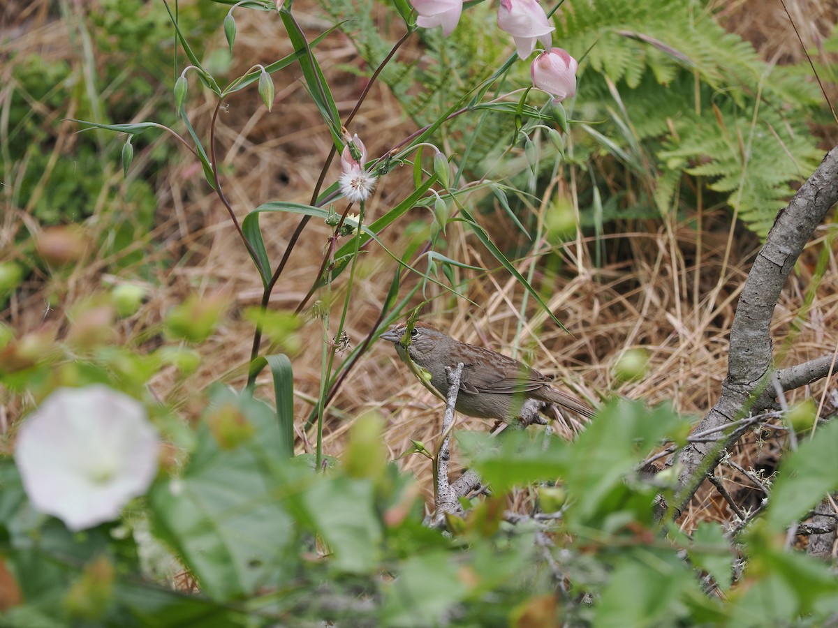 Rufous-crowned Sparrow - ML619985719