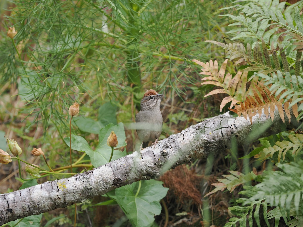 Rufous-crowned Sparrow - ML619985721