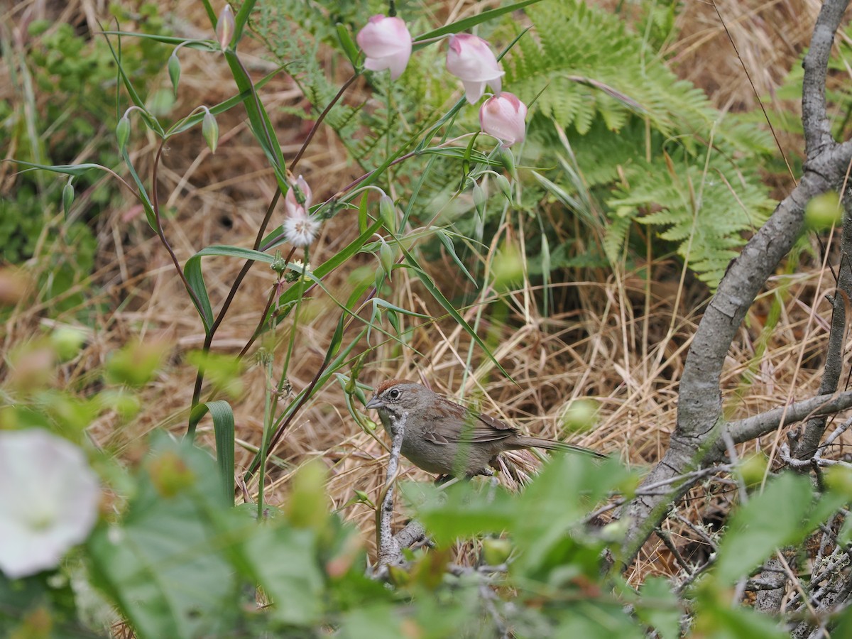 Rufous-crowned Sparrow - ML619985722