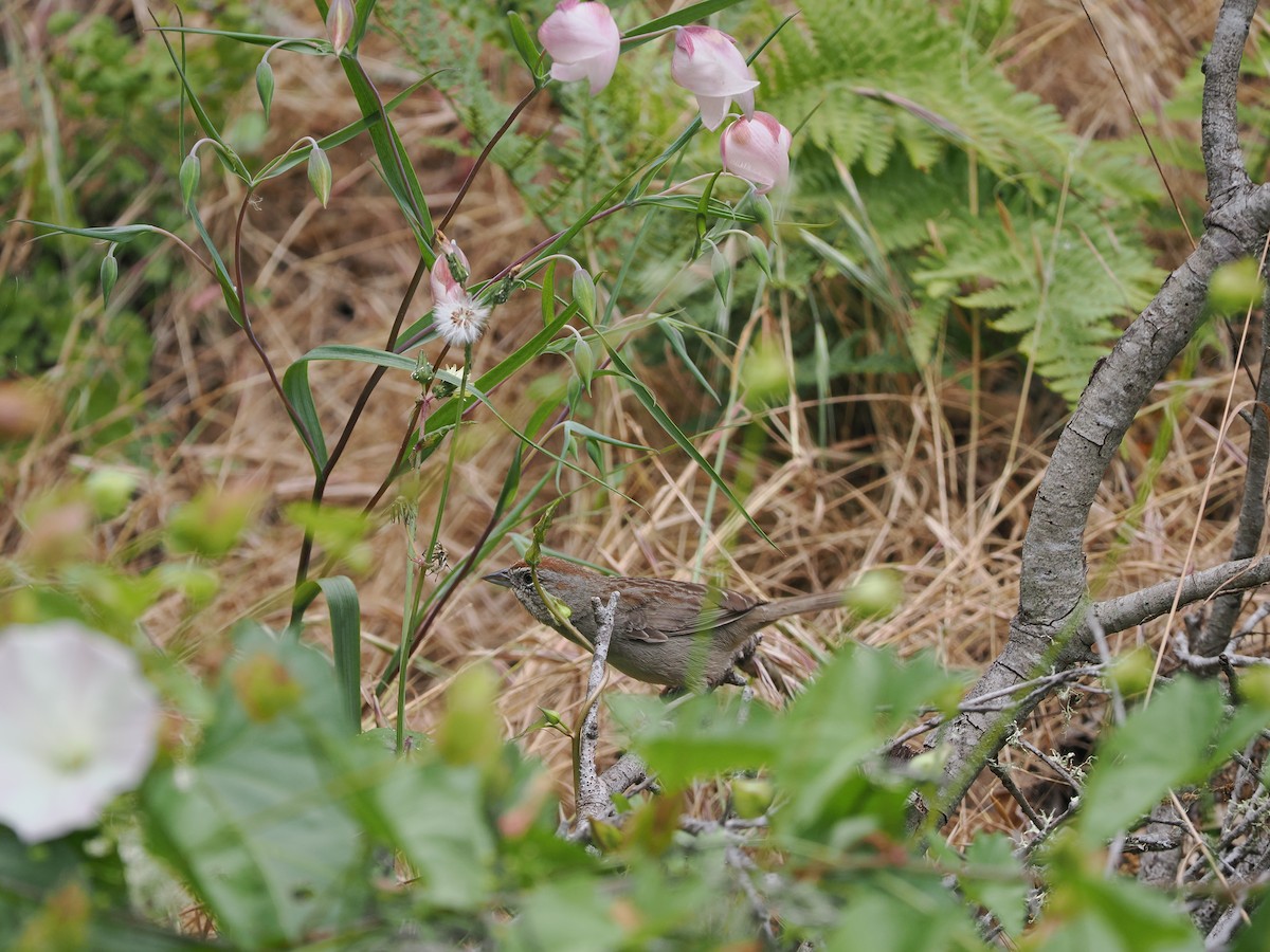 Rufous-crowned Sparrow - ML619985723