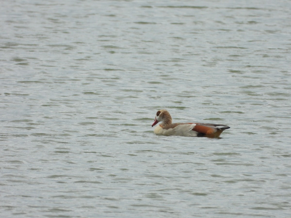 Egyptian Goose - ML619985727