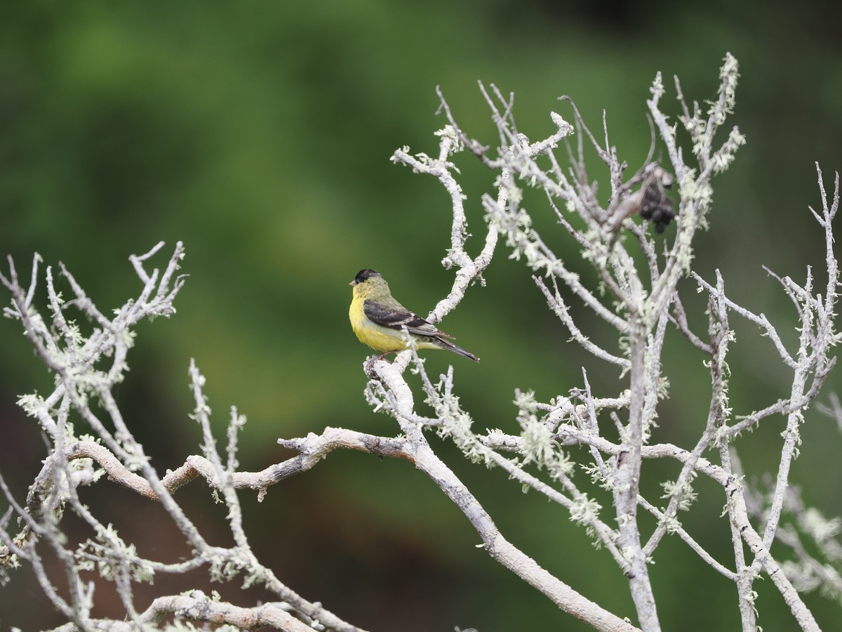 Lesser Goldfinch - ML619985728