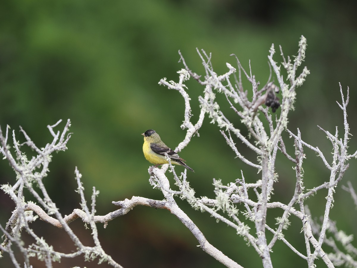 Lesser Goldfinch - ML619985729