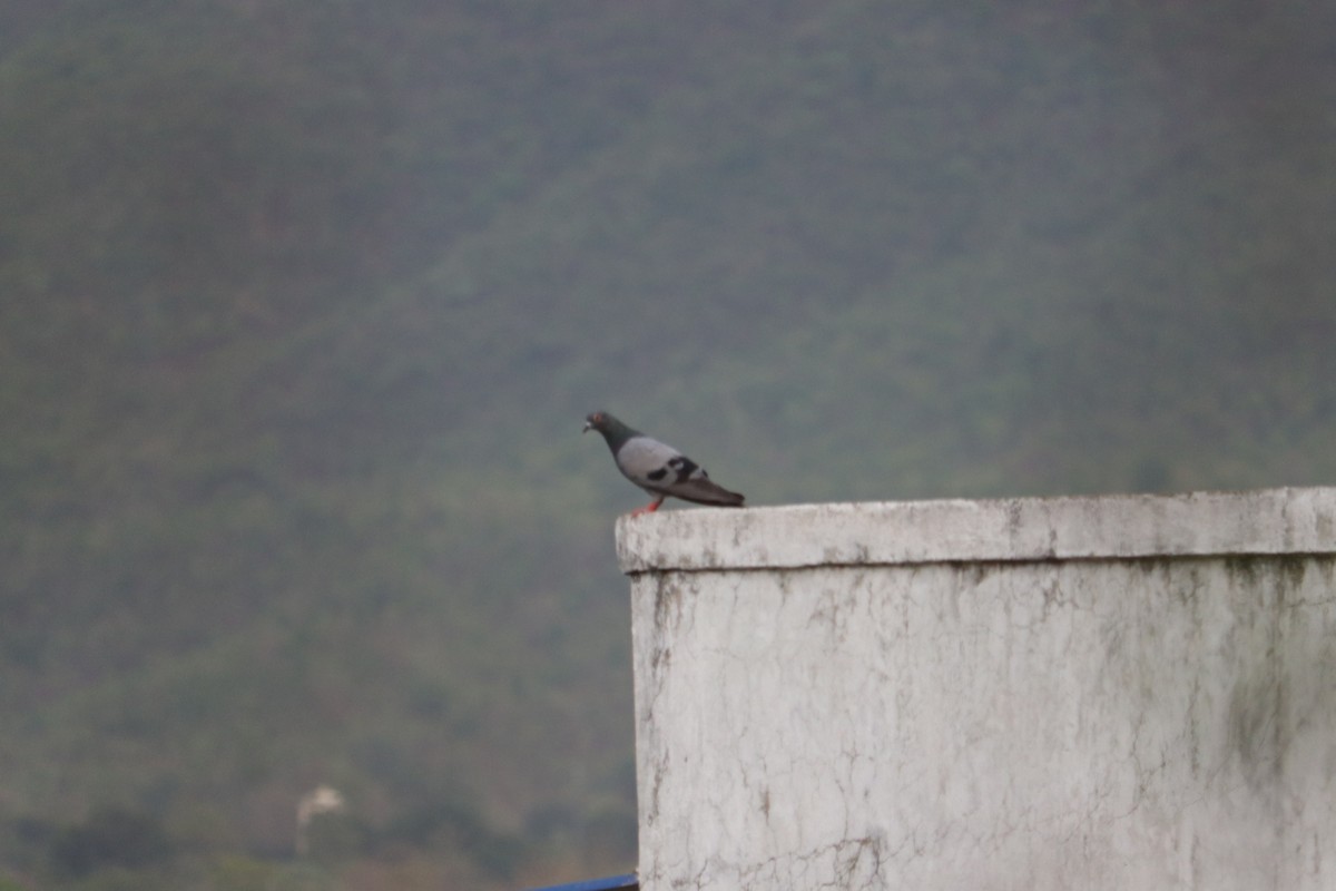 Rock Pigeon (Feral Pigeon) - ML619985735