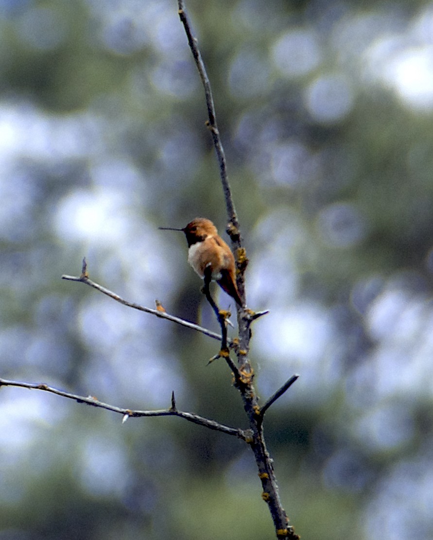 Rufous Hummingbird - ML619985736