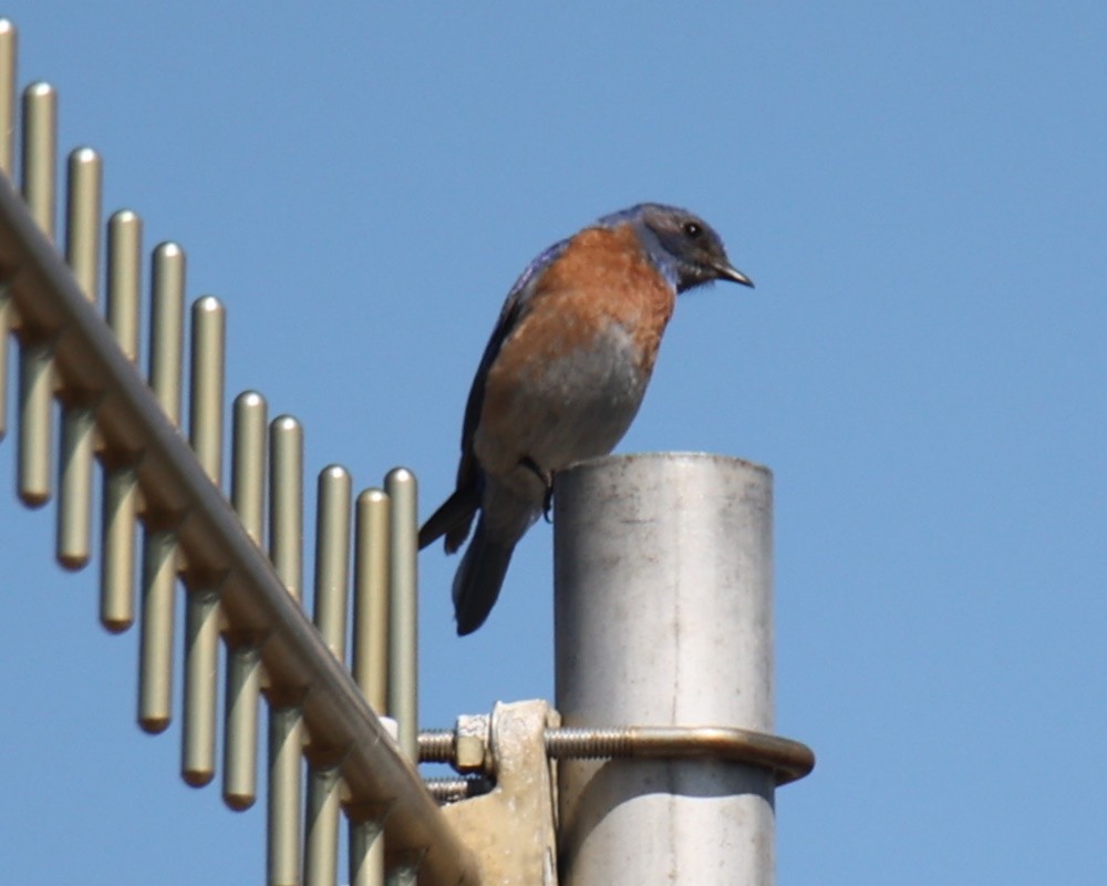 Western Bluebird - ML619985744