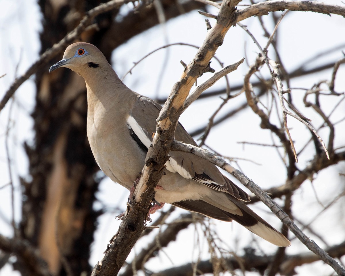 Eurasian Collared-Dove - ML619985752