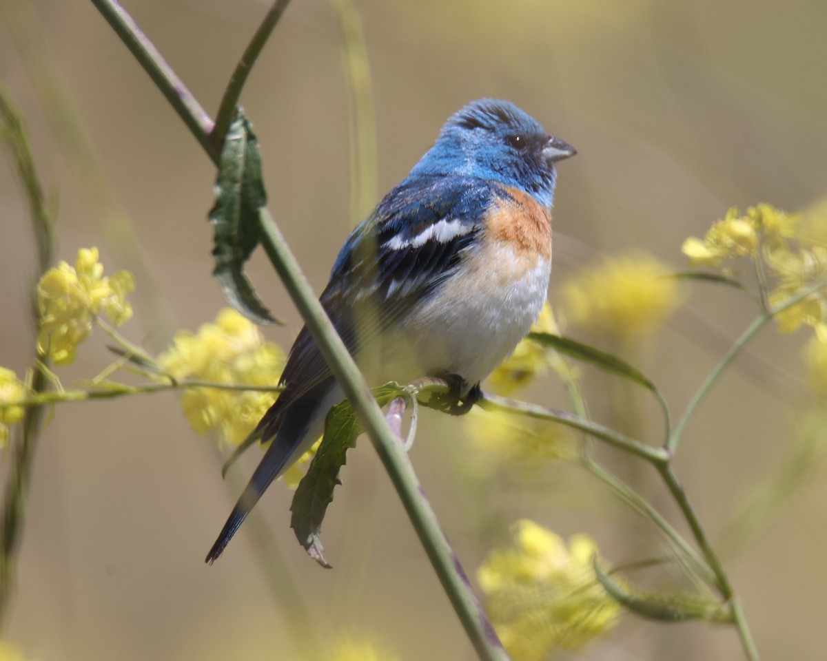 Lazuli Bunting - ML619985754