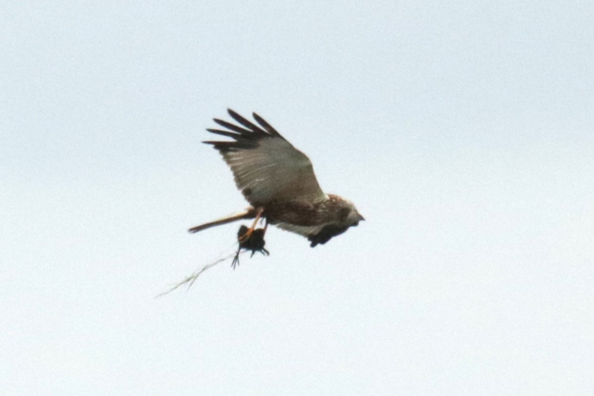 Western Marsh Harrier - ML619985757