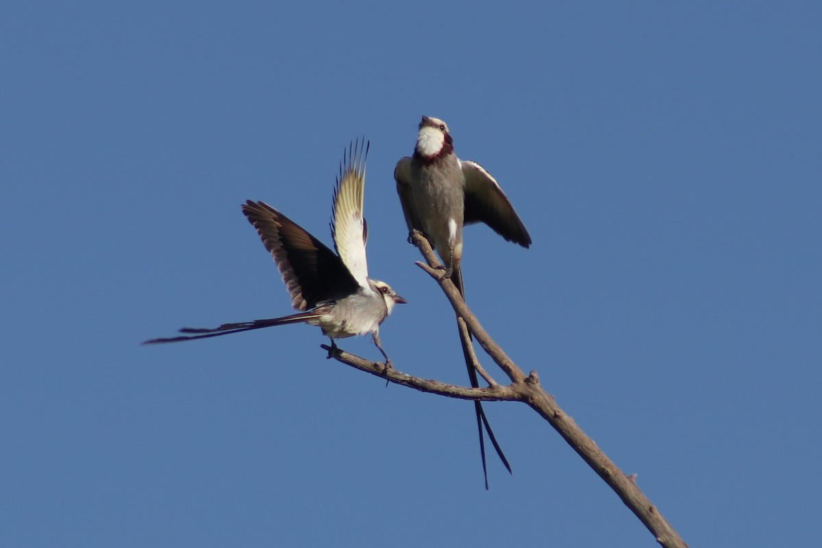 Streamer-tailed Tyrant - ML619985759