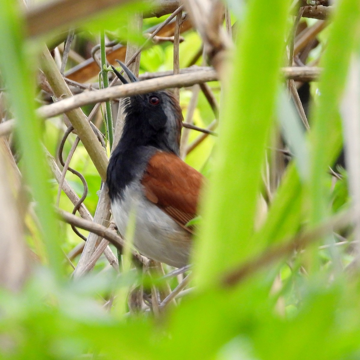 White-bellied Antbird - ML619985766