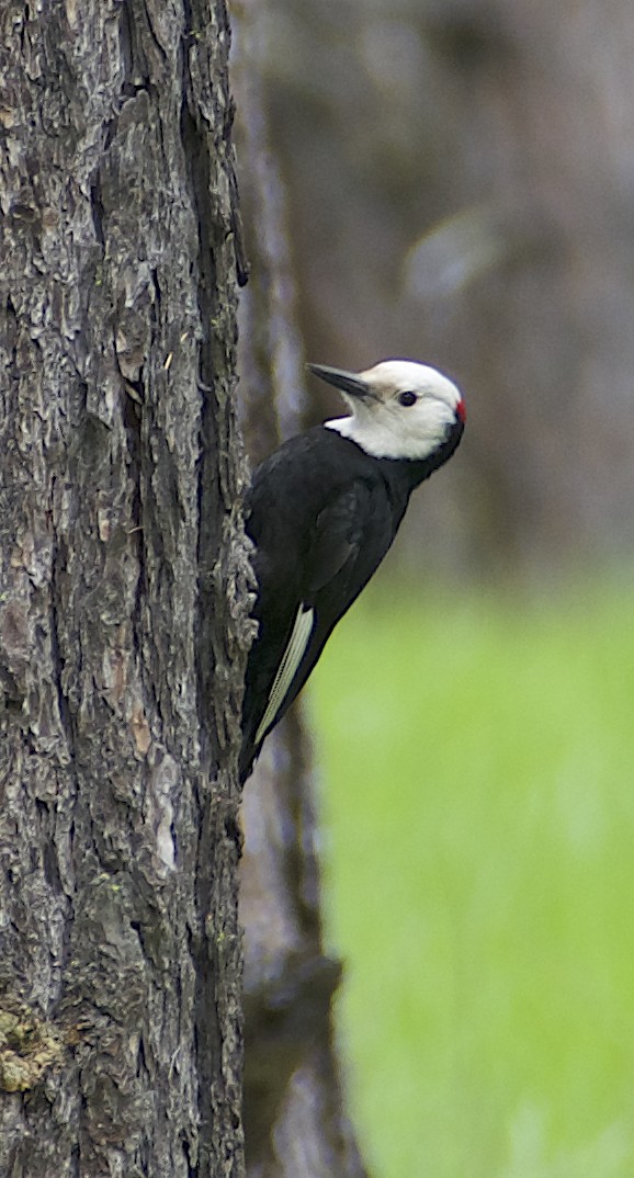 White-headed Woodpecker - ML619985775