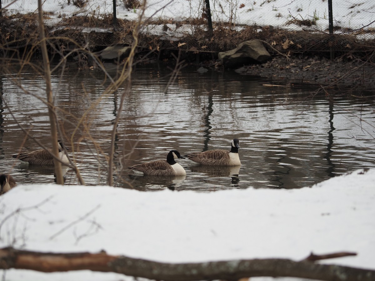 Canada Goose - ML619985780