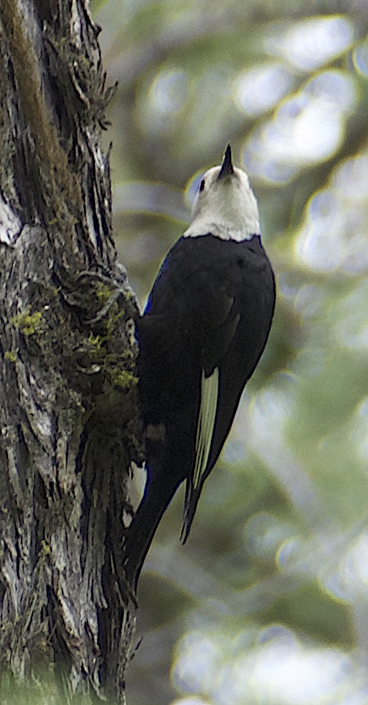White-headed Woodpecker - ML619985787