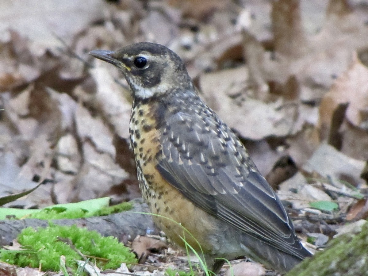 American Robin - ML619985788