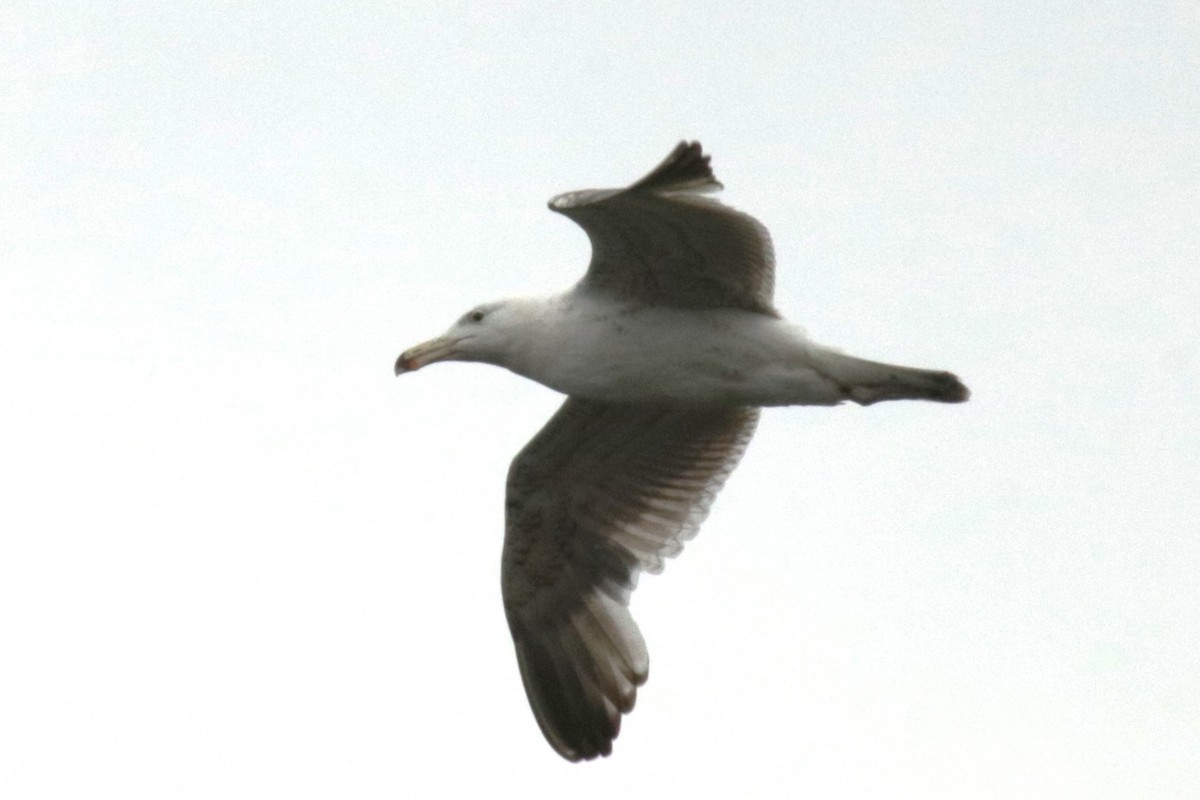 Great Black-backed Gull - ML619985807