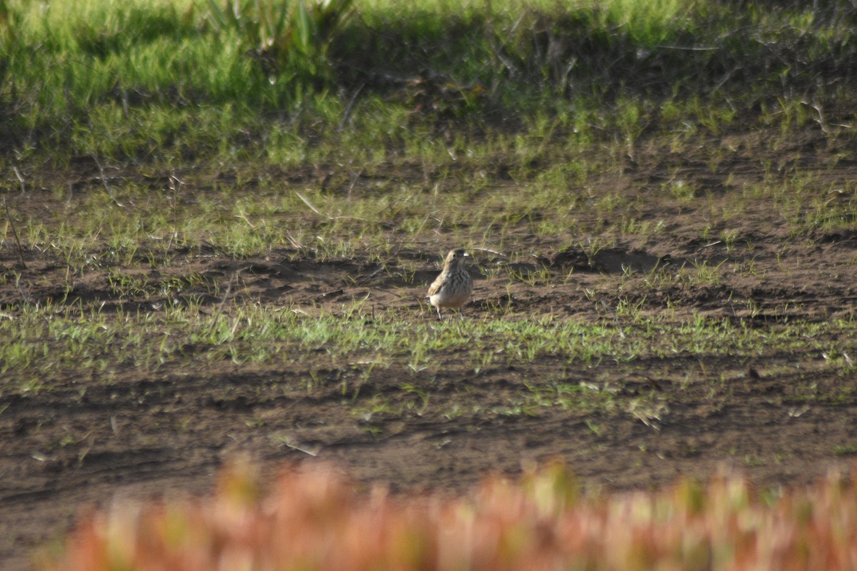 patagoniatunnelfugl - ML619985809