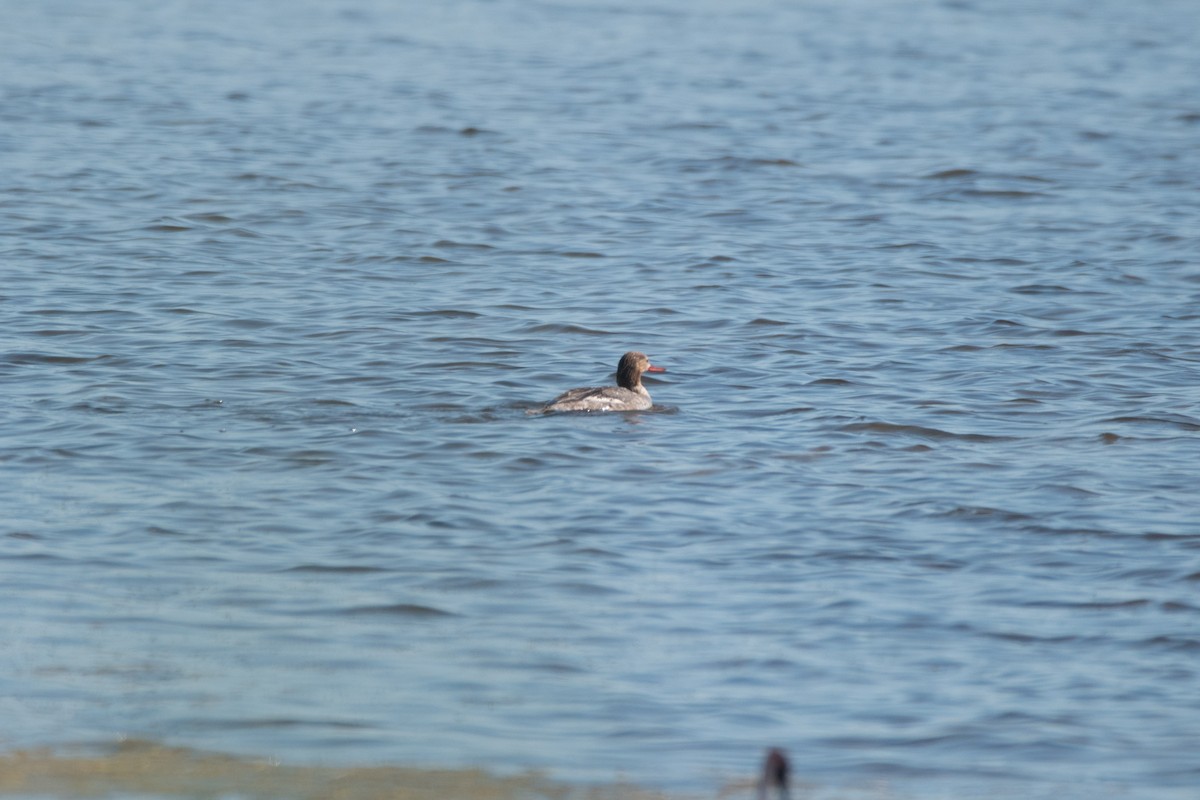 Mittelsäger - ML619985820