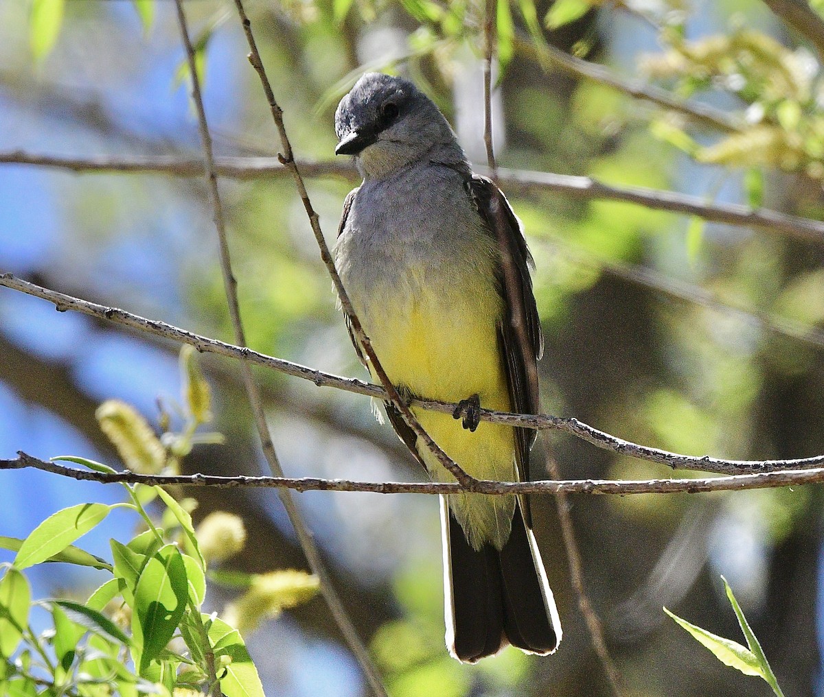 Western Kingbird - ML619985826