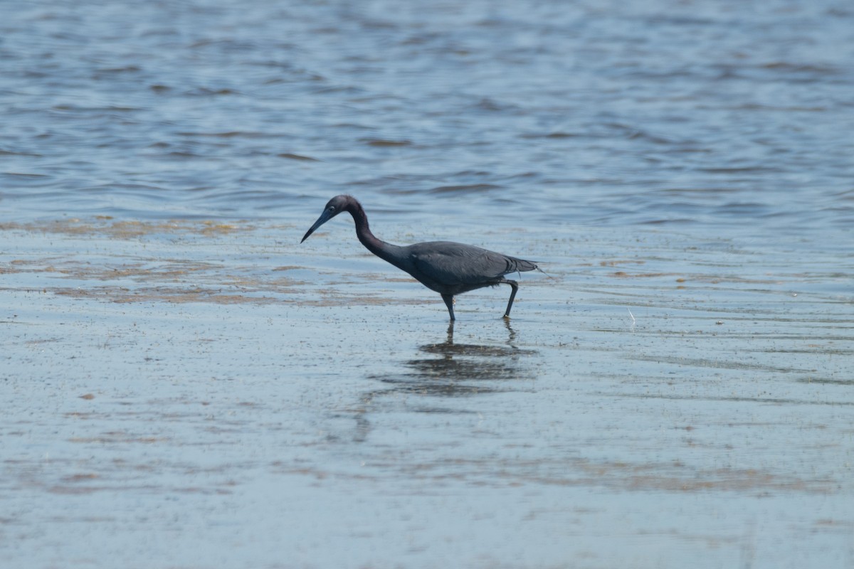 Little Blue Heron - ML619985830